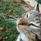 Héctor Best Kitty