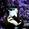 MadBoy701