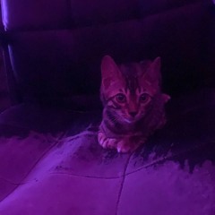 goose