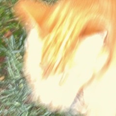 Will