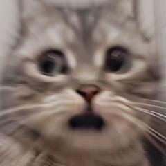 かっぱえびでんす