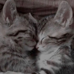 linda╰(*´︶`*)╯♡