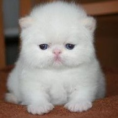 WhiteTigerHUN