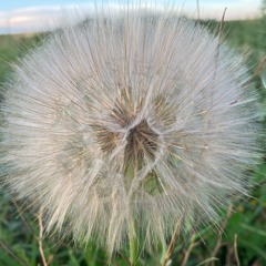 Prairie Sea Projects