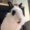 where is the rabbit hall