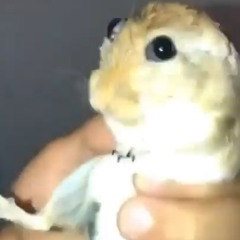 teratoptoe