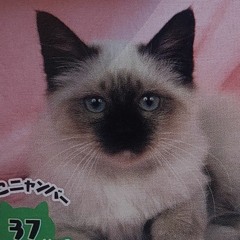 Pawzta