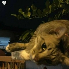 ضُحى روَقان.