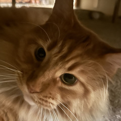 ilovecats