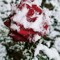 davood.x75