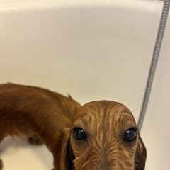 daxhound