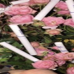 насвай данилович