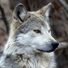 Wolf-E