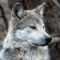 Wolf-E