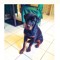 Lonte