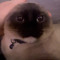 littlechud