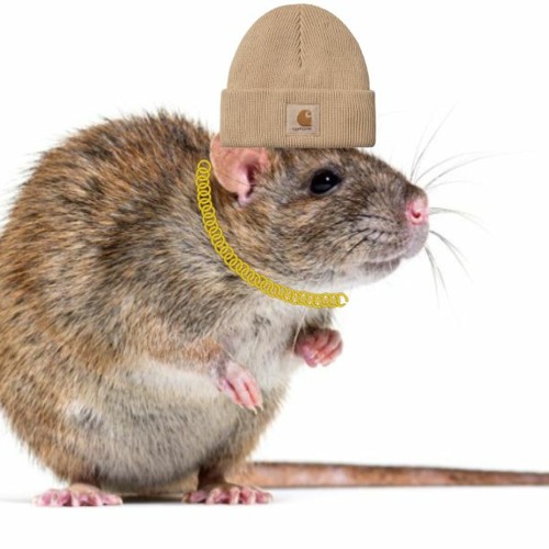 Lil Ratty’s avatar