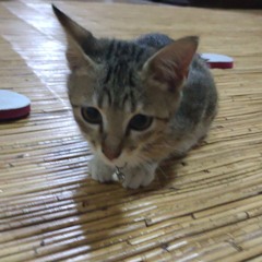 Mystey