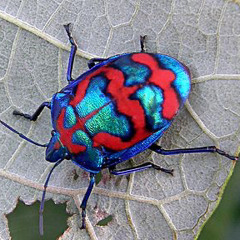 Luzia
