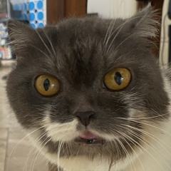 bella brown