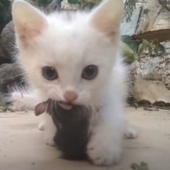 syouninn