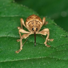 Weevil Knievel