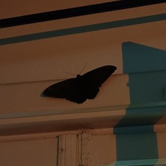 🧚‍♀️