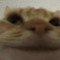 sudd