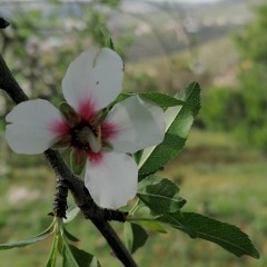 🌺 Raeda Abu Sabha 🌺