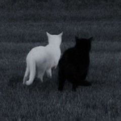 🐈‍⬛🎀