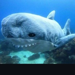 Gray White 🦈