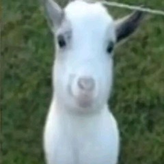 саня гємарой ґенг