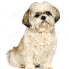 Dogsarefun345