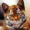 TheCoolCats