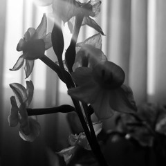 A.Parvizi