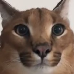 Screaming Bread