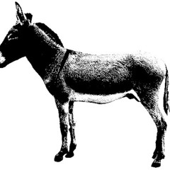 gwenaël salaün