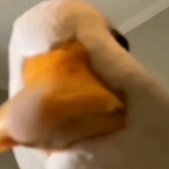 꽥꽥