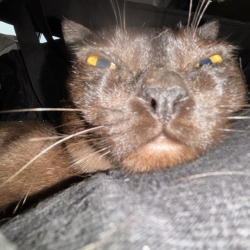 WARDOGS WAIT WAITR AWIT.wav