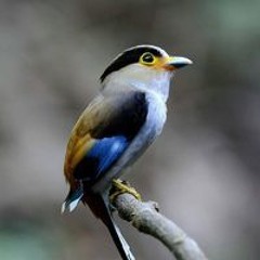 عصام بيومى