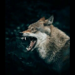 redwolf