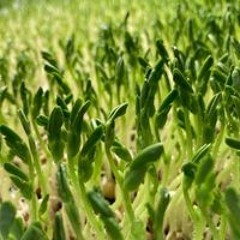 Micro Greens