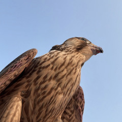 2mcl_