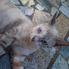 kit