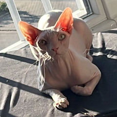 Roki