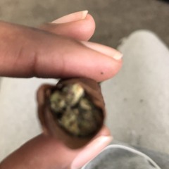 day4L (@tarantinossr)