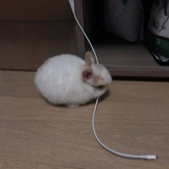 🐇 🐰