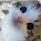 kurokit