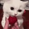 kingdom cat