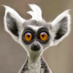Lenok